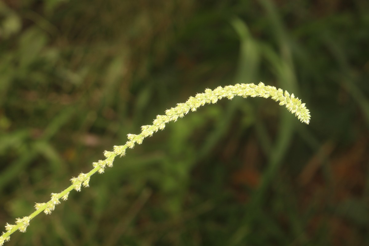 Cyathula prostrata (L.) Blume